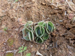Crassula tomentosa