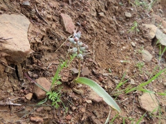 Lachenalia bolusii