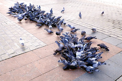 Columba livia domestica