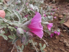 Anisodontea anomala