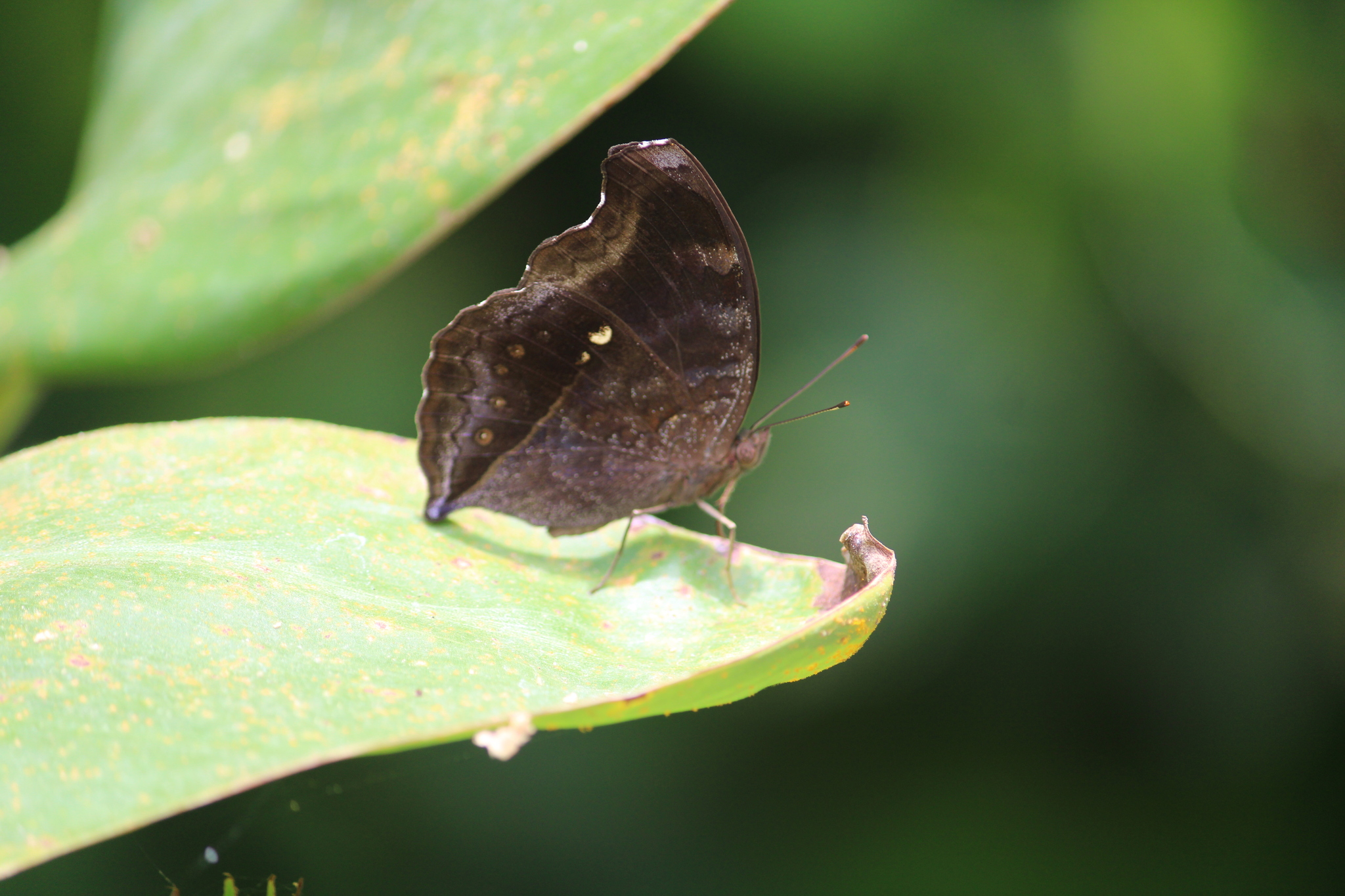 Chocolate Pansy