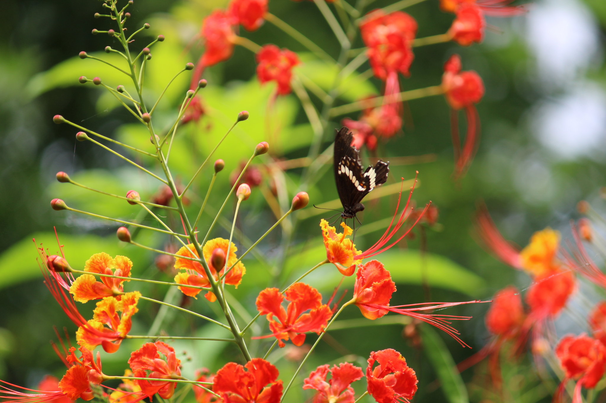 Common Mormon