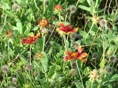 Gaillardia pulchella image
