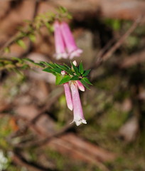 Epacris reclinata