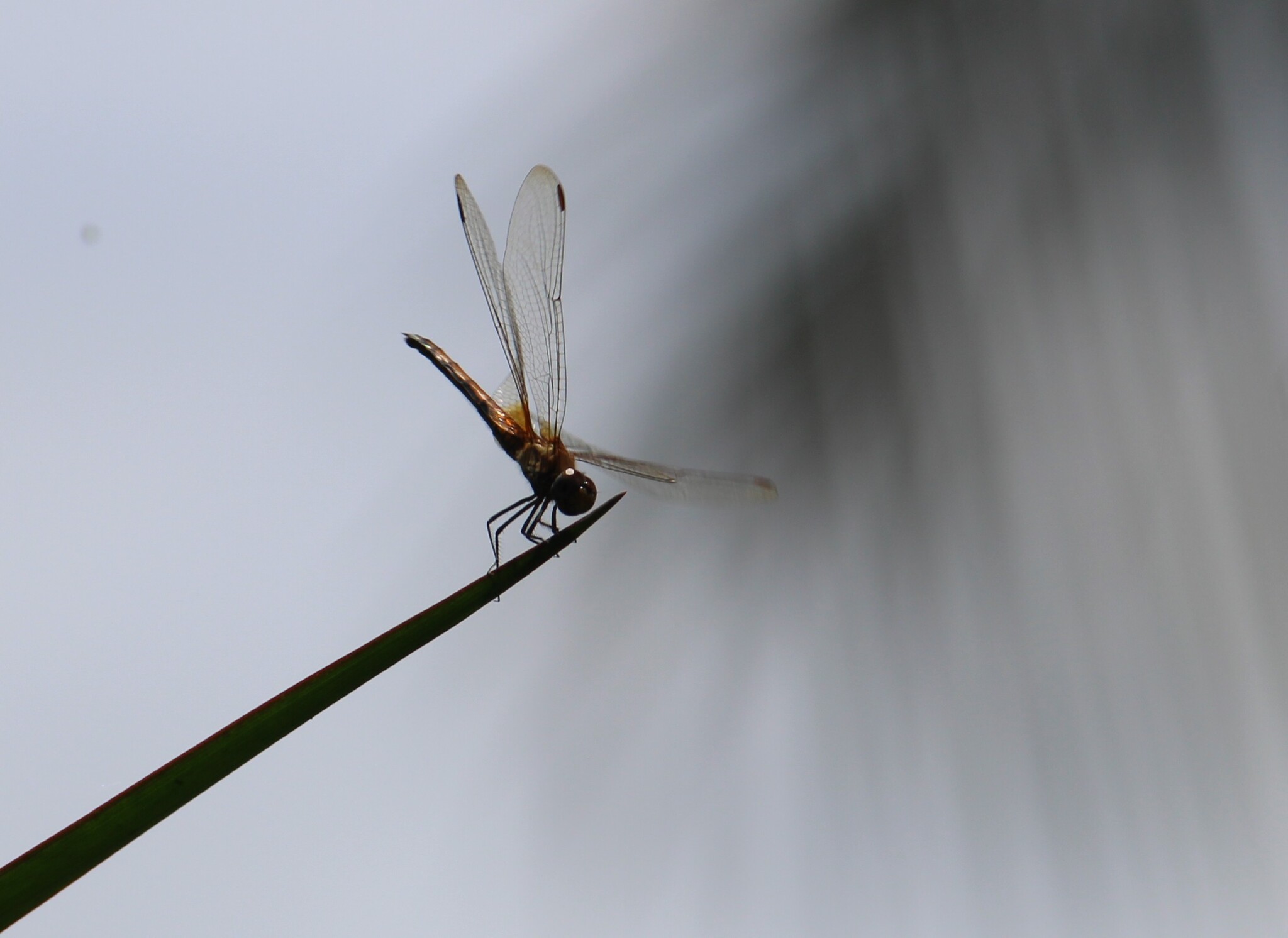 Crimson Marsh Glider