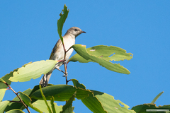 Conopophila rufogularis