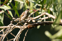 Ramsayornis fasciatus