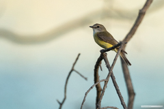 Microeca flavigaster