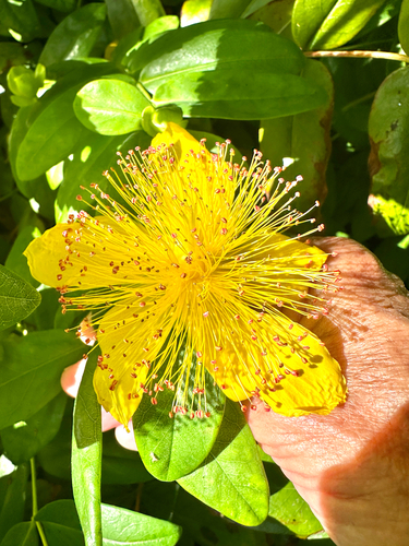 Hypericum calycinum