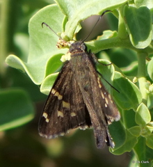 Thorybes dorantes galapagensis