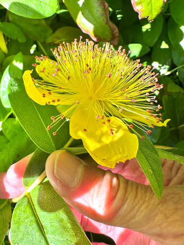 Hypericum calycinum