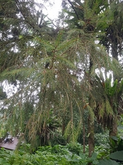 Picea morrisonicola