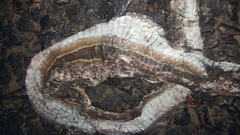 Psammophis brevirostris
