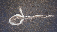Psammophis brevirostris