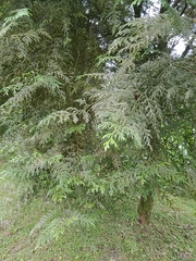 Calocedrus formosana
