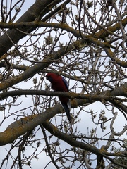 Platycercus elegans elegans