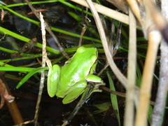 Ranoidea phyllochroa