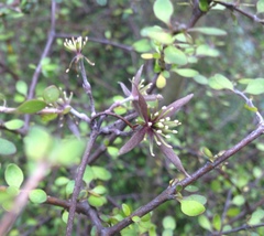 Clematis quadribracteolata