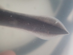 Short-Headed Lamprey photo 2