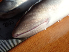 Short-Headed Lamprey photo 3