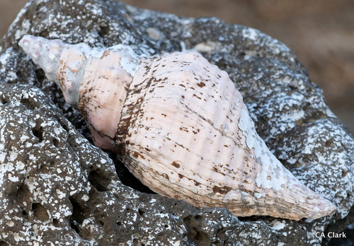 Panamanian Tulip Snail