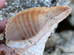 Triplofusus princeps