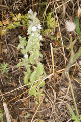Sideritis romana