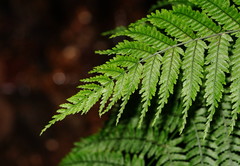 Leptopteris fraseri image