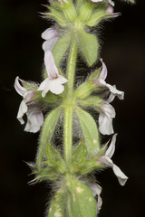 Sideritis romana
