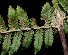 Leptopteris fraseri image