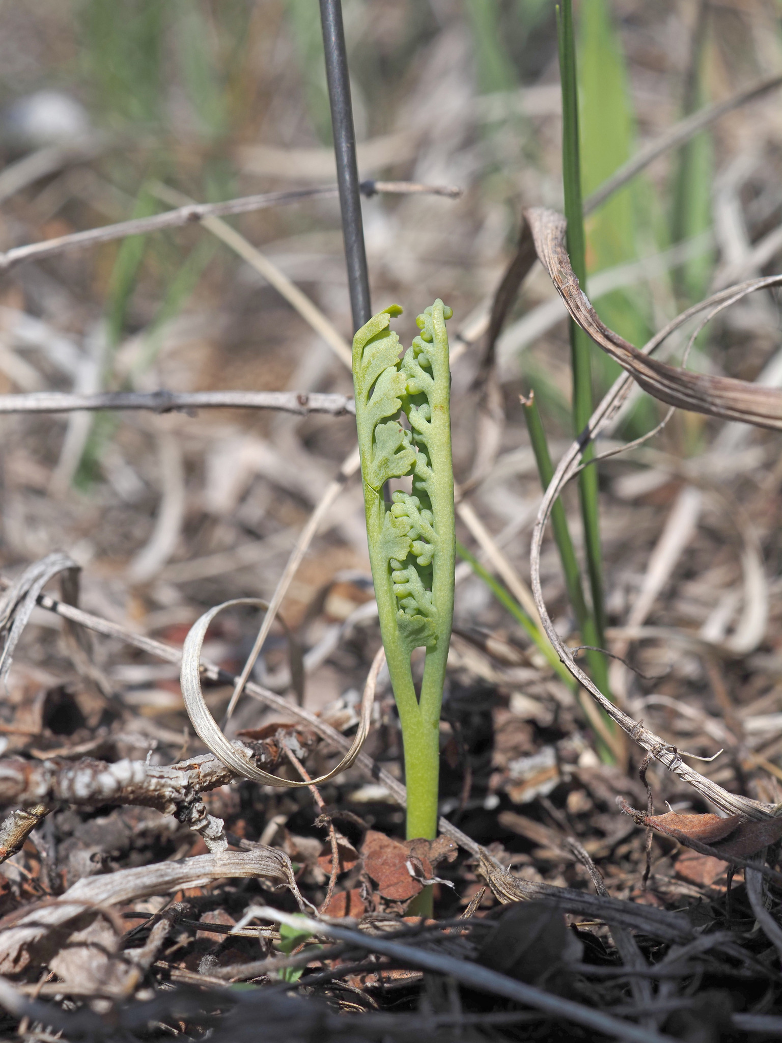 Botrychium gallicomontanum