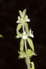 Sideritis romana