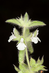 Sideritis romana