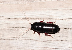 Blattoidae