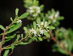Styphelia mutica