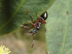 Dolichoderus scabridus