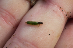 Rhyacophiloidea