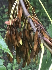 Fraxinus excelsior