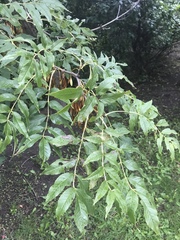 Fraxinus excelsior