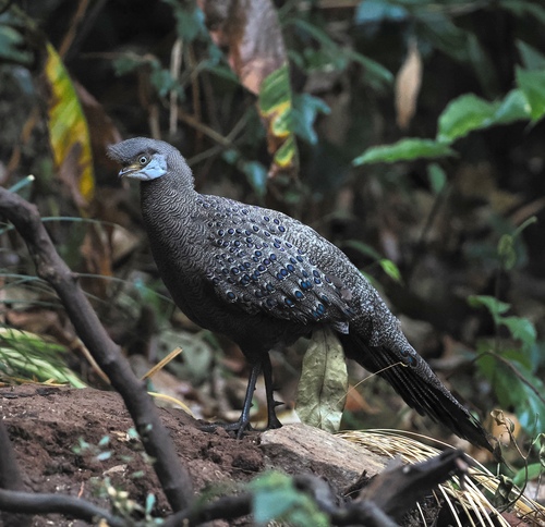 Grey Peacock-Pheasant (Polyplectron bicalcaratum), photo 5