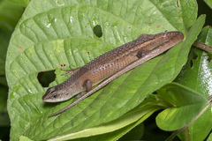 Eutropis rugifera