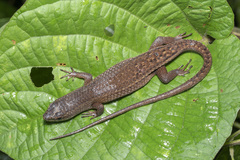 Eutropis rugifera