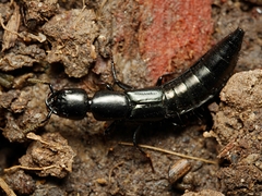 Thyreocephalus