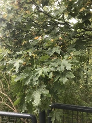 Acer platanoides