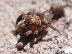 Euophrys rufibarbis