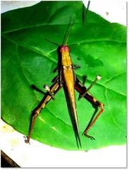 Stenocatantops splendens