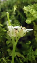 Cardamine forsteri