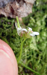 Cardamine forsteri