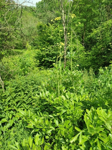 Levisticum officinale, photograph 5