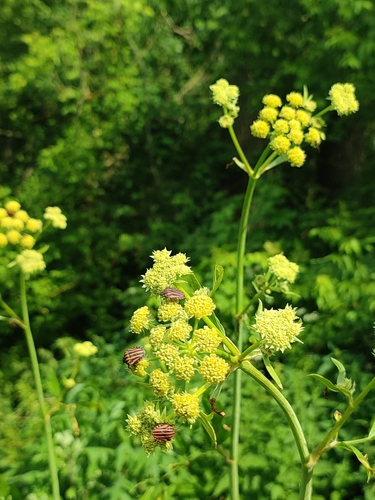 Levisticum officinale, photograph 6